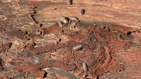 Sowbugs Video stock 73340660