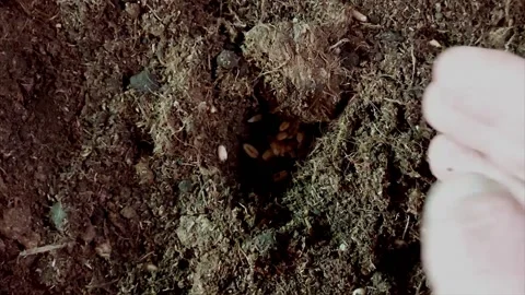 The sower sows the seed in the ground and digs it up no more than he believes Stock Footage 219551243
