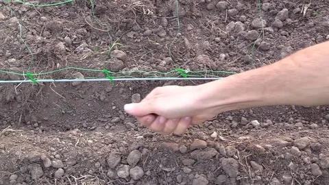 Sowing beans in spring Stock Footage 74900151