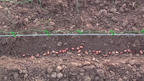 Sowing beans in spring Stock Footage 74900198