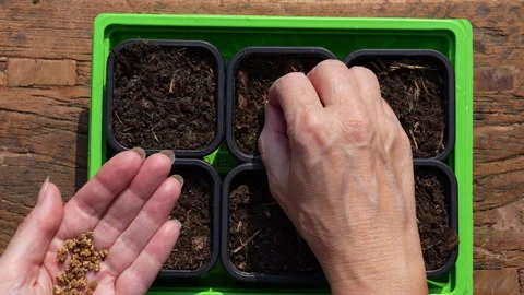 Sowing beetroot seeds in seed tray, birds eye view, 4K slow motion Stock Footage 329227436