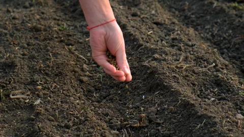 Sowing beets in the garden. Selective focus. Stock Footage 308232425