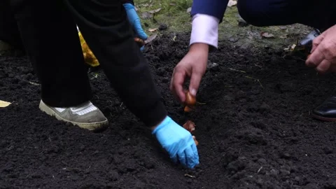 Sowing bulbs in black soil Stock Footage 321828075
