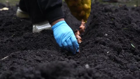 Sowing bulbs in black soil Stock Footage 321828116