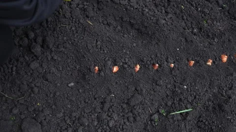 Sowing bulbs in black soil Stock Footage 321828260