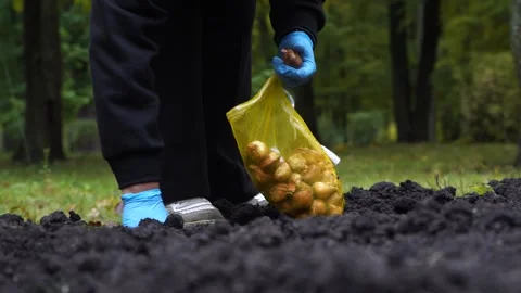 Sowing bulbs in black soil Video stock 321828472