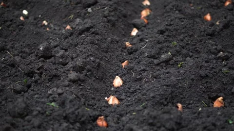 Sowing bulbs in black soil Stock Footage 321828502