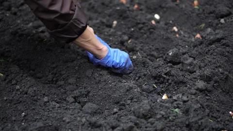 Sowing bulbs in black soil Stock Footage 321828532