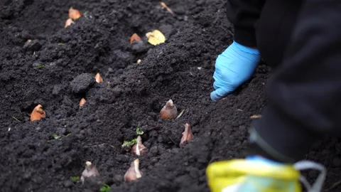 Sowing bulbs in black soil Stock Footage 321828575