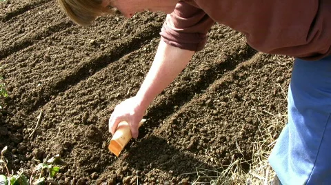 Sowing carrots Stock Footage 360038
