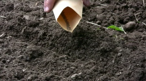 Sowing carrots Stock Footage 479885