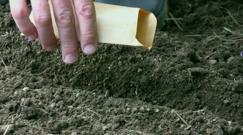 Sowing carrots 動画素材 480153