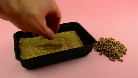 Sowing chard in a container for microgreen Stock Footage 132962100