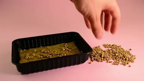 Sowing chard in a container for microgreen Stock Footage 132962167
