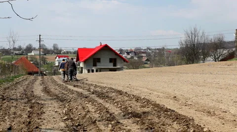 Sowing Corn on a Corn Field Hill, Traditional Way, Old Style Hard Labor, Horse Stock-Footage 4138741