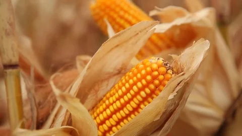 Sowing of corn in the field Stock Footage 78654745
