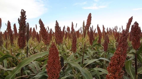 Sowing of corn in the field Stock Footage 78655576