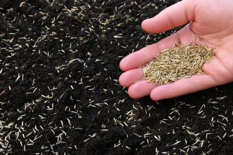 Sowing grass Stock Photos