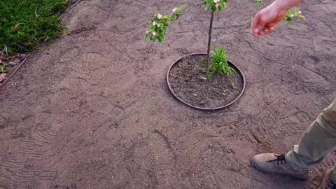 Sowing grass seeds in the backyard for a lush green lawn Stock Footage 341935215
