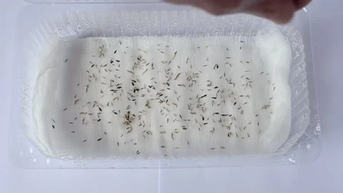 Sowing microgreen seeds Stock Footage 181879318