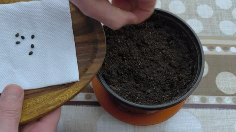 Sowing passion fruit seeds in a pot for germination Stock Footage 341621501