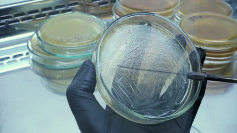 Sowing on a petri dish Stock Footage 94683246