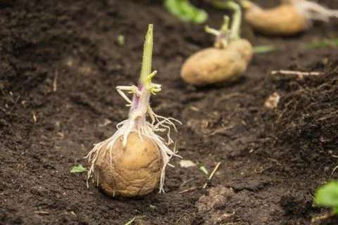 Sowing potatoes Stock Photos