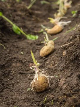 Sowing potatoes Stock Photos