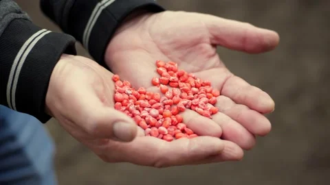 Sowing red Corn seeds, treated with pesticides, in farmer's hands. Concept of Stock-Footage 130354614