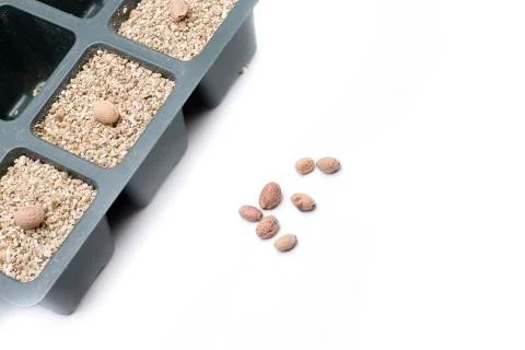 Sowing sakura Stock Photos