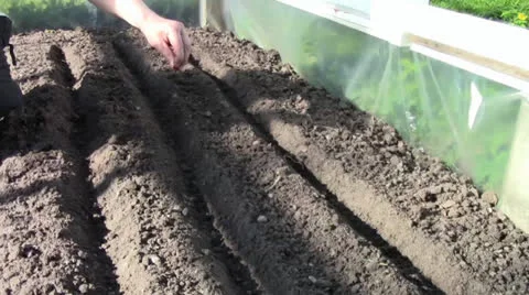 Sowing seeds Stock Footage