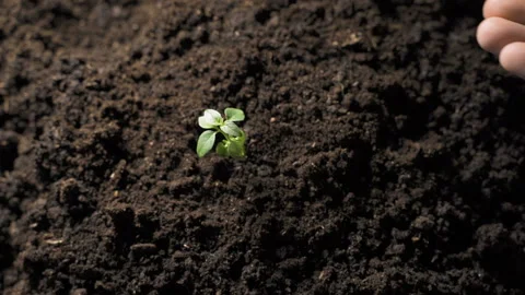 Sowing the seeds Video stock 106077128