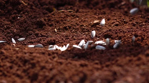 Sowing the seeds. 库存影片 153014826