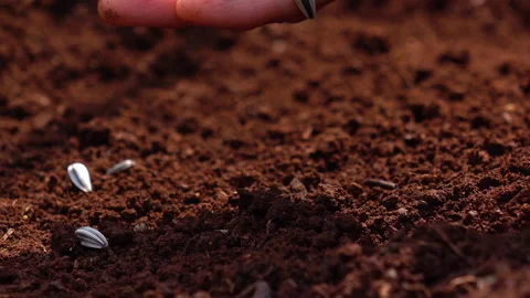 Sowing the seeds. Stock Footage 153014855