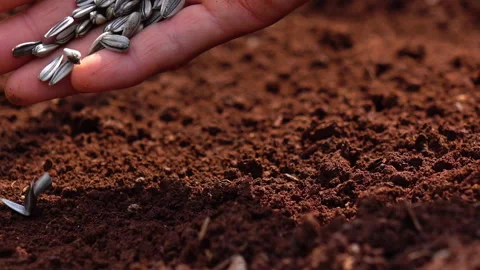 Sowing the seeds. Stock Footage 153014856