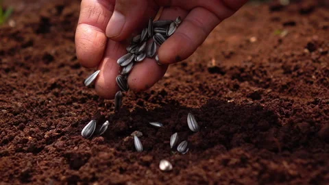 Sowing the seeds. Stock Footage 153014914