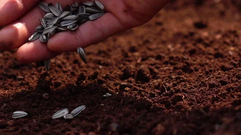 Sowing the seeds. Stock Footage 153014940