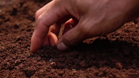 Sowing the seeds. Stock Footage 153014964