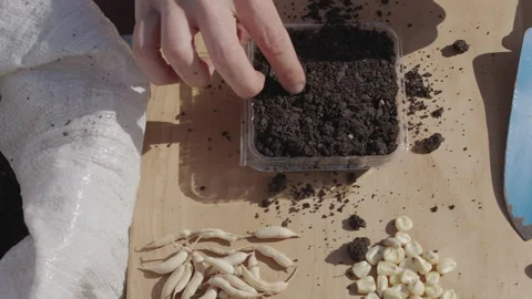 Sowing seeds in germinator Видео 159457141
