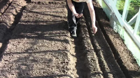 Sowing seeds in the hothouse Stock Footage 24695741