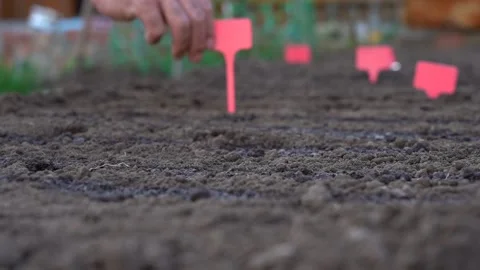 Sowing seeds of plants in the ground Stock Footage 169948529