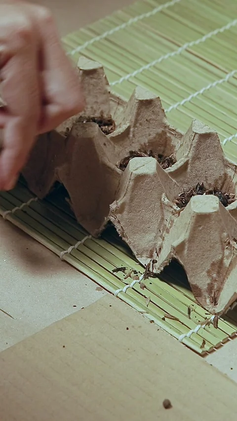 Sowing seeds on a seed starter container made of recycled and reuse egg carton Stock Footage 309354066