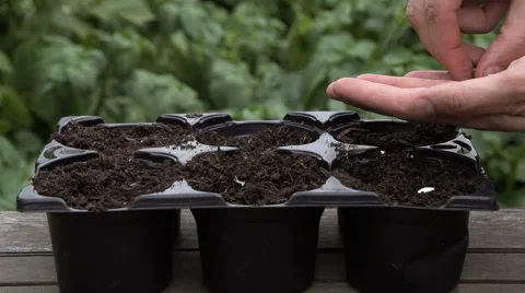 Sowing seeds in springtime using planting pots with compost Stock Footage 60223972