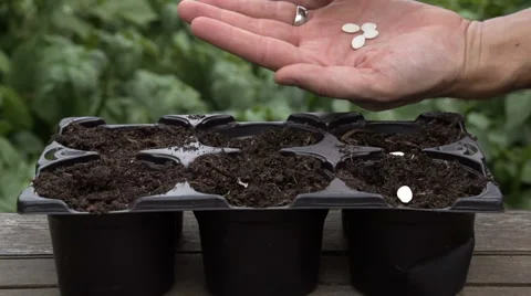 Sowing seeds in springtime using planting pots with compost Stock Footage 60224163