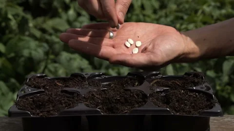 Sowing seeds in springtime using planting pots with compost Stock Footage 60224289