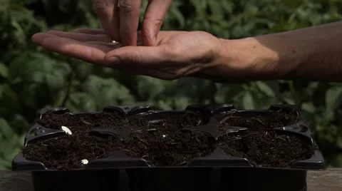 Sowing seeds in springtime using planting pots with compost Stock Footage 60224386