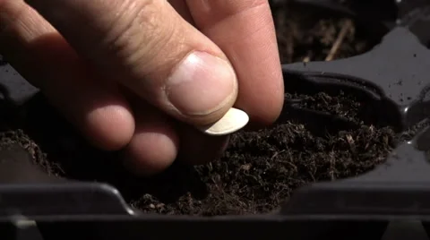 Sowing seeds in springtime using planting pots with compost Stock Footage 60224605