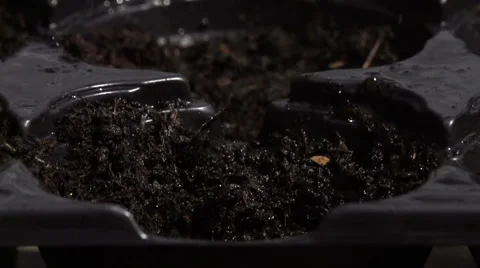 Sowing seeds in springtime using planting pots with compost Stock Footage 60224668