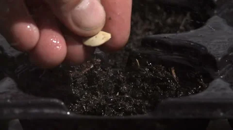 Sowing seeds in springtime using planting pots with compost Stock Footage 60224737