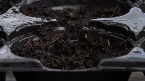 Sowing seeds in springtime using planting pots with compost Stock Footage 60224781